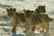 Lion cubs